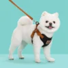 sg-11134201-82608-mlgh6urvqgaqf4.webp Cat Dog Strap Adjustable Vest Walking Leash Puppy Dog Collar Polyester Mesh Strap Suitable for Small Medium Pets